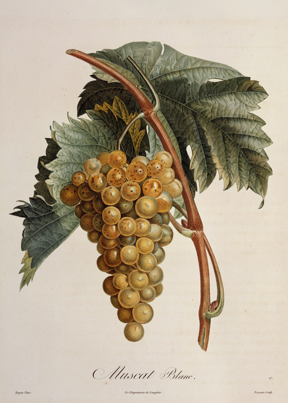 White grape Muscat Blanc a Pierre Jean François Turpin