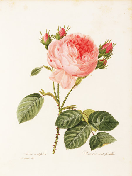 Cabbage Rose / Redouté 1835 a Pierre Joseph Redouté