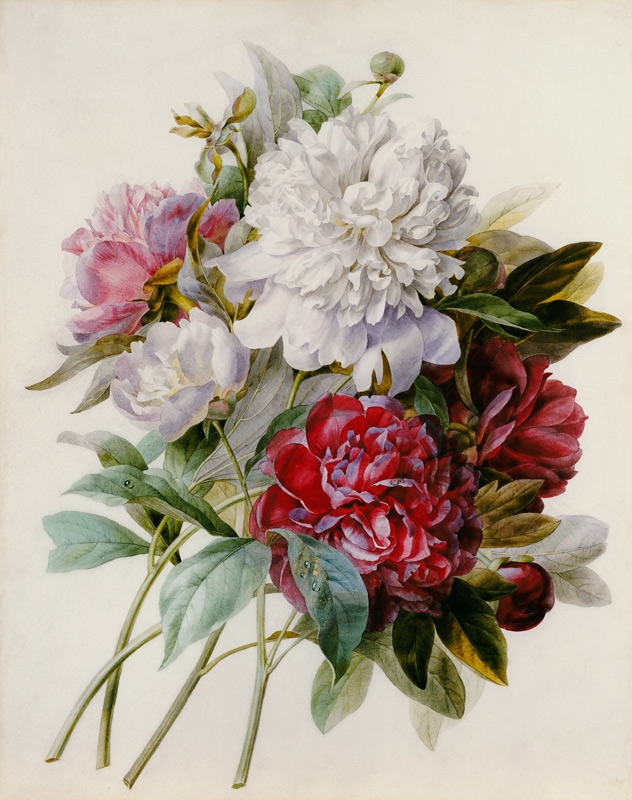 A Bouquet Of Red, Pink And White Peonies a Pierre Joseph Redouté