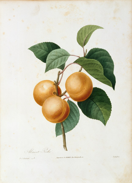 Apricot / Redouté a Pierre Joseph Redouté