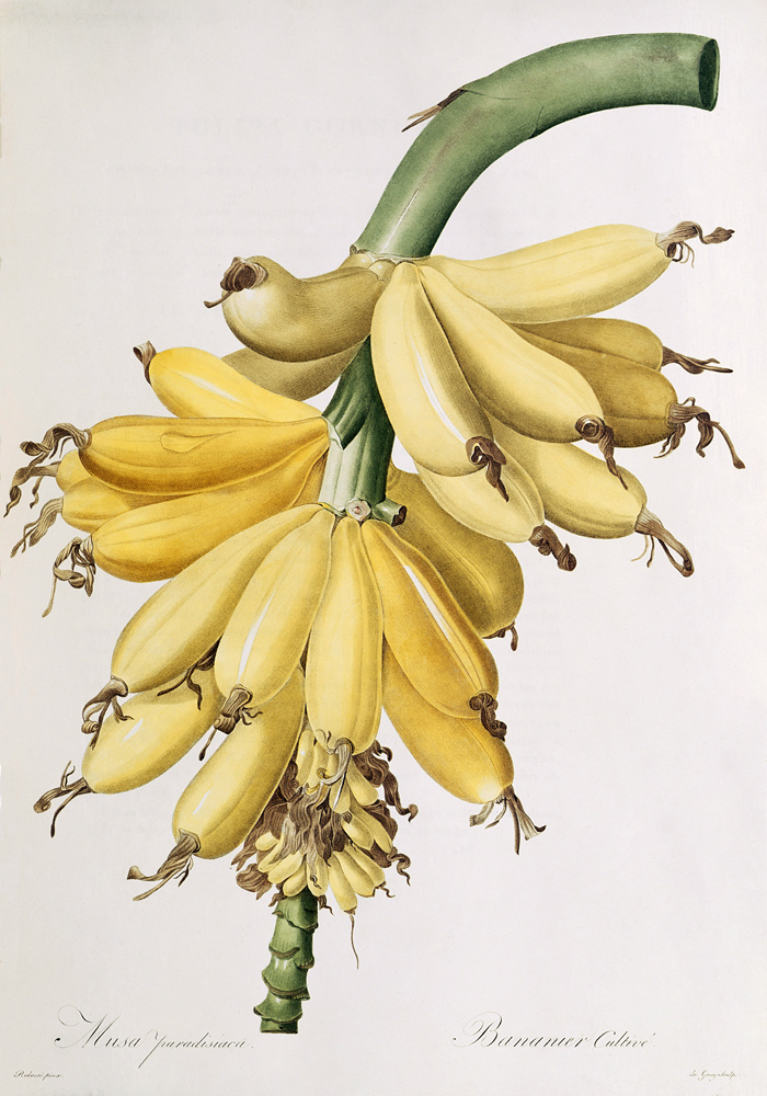 Banana a Pierre Joseph Redouté