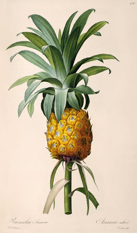 Bromelia Ananas, from 'Les Bromeliacees' a Pierre Joseph Redouté