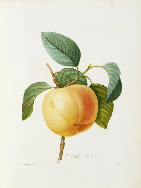Apple, Calville blanc / Redouté a Pierre Joseph Redouté
