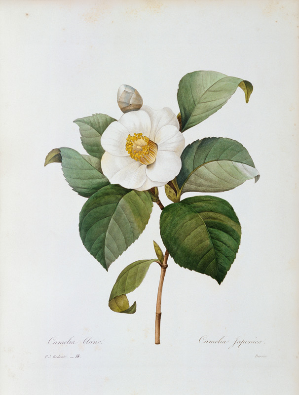 Camellia / Redouté a Pierre Joseph Redouté