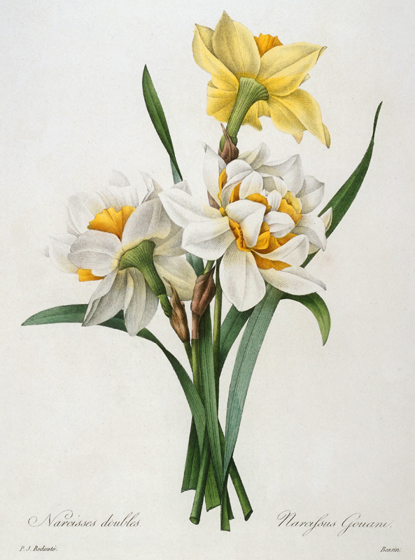 Daffodil / Redouté a Pierre Joseph Redouté