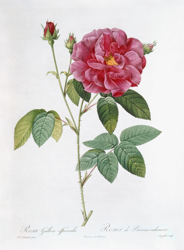 The rose Rosa Gallica Officinalis. a Pierre Joseph Redouté
