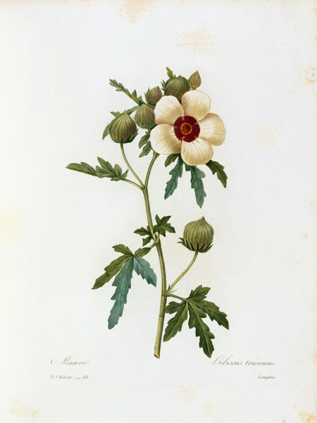 Flower-of-an-hour / Redouté a Pierre Joseph Redouté