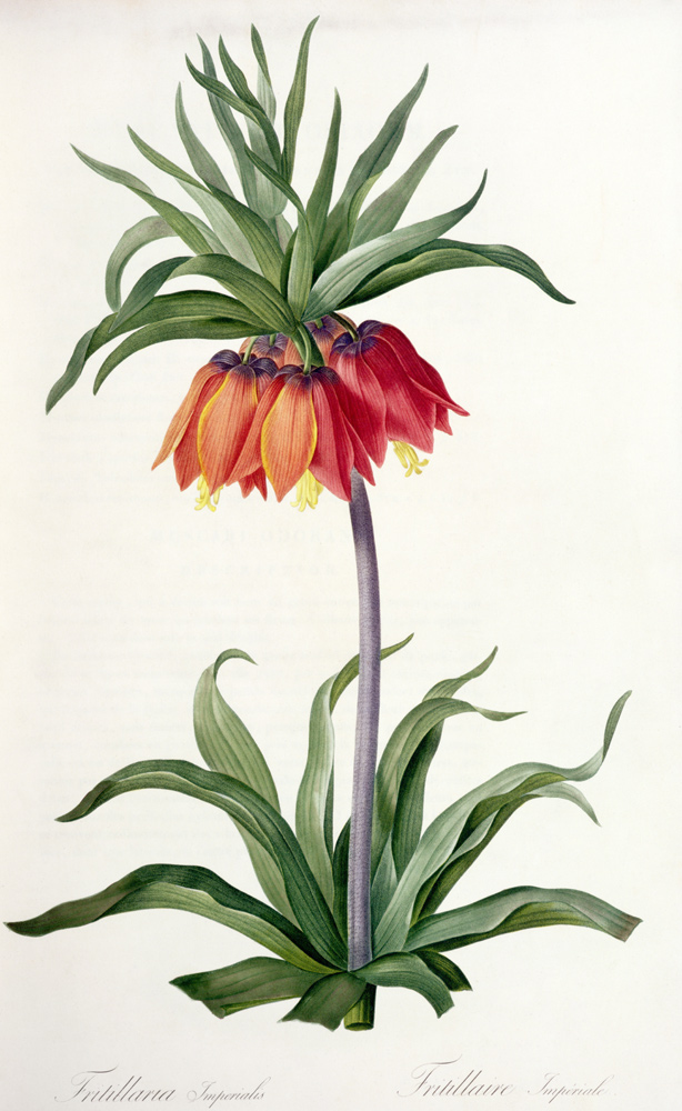 Fritillaria Imperialis from, `Les Lilacees' a Pierre Joseph Redouté