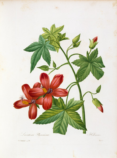 Hibiscus-like Tree Mallow a Pierre Joseph Redouté