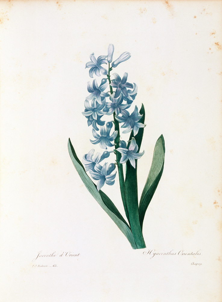 Hyacinth / Redouté a Pierre Joseph Redouté