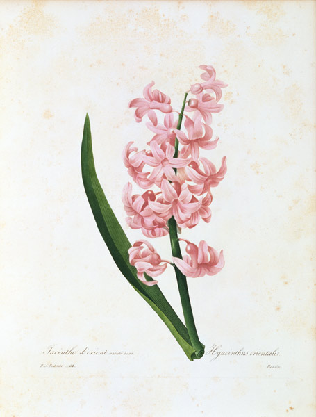 Hyacinth / Redouté a Pierre Joseph Redouté