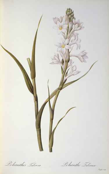 Polianthes Tuberosa, from `Les Liliacees' a Pierre Joseph Redouté