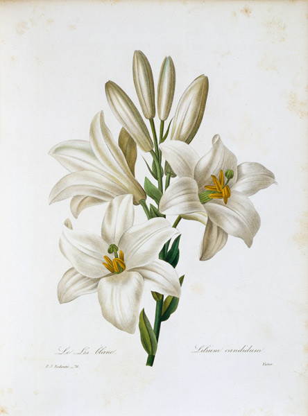 Madonna Lily / Redouté a Pierre Joseph Redouté