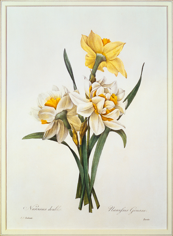 Narcissus gouani (double daffodil), engraved by Bessin, from 'Choix des Plus Belles Fleurs' a Pierre Joseph Redouté