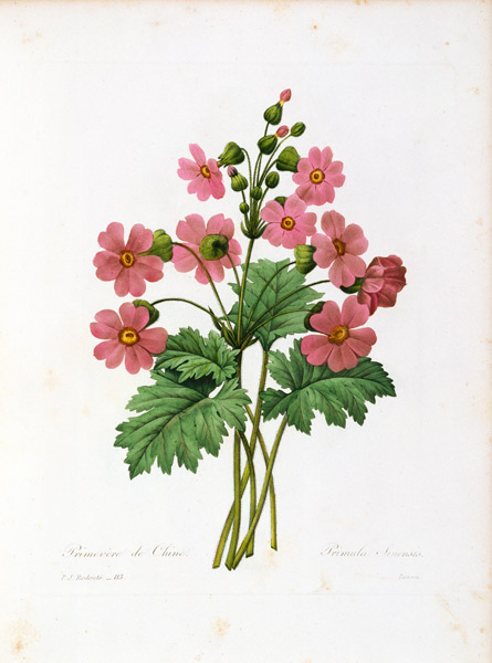 Primula Sinensis / Redouté a Pierre Joseph Redouté