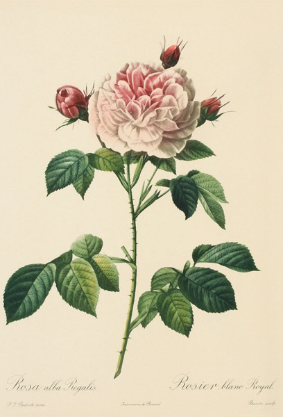 Rosa Alba Regalis, engraved by Bessin (coloured engraving) a Pierre Joseph Redouté