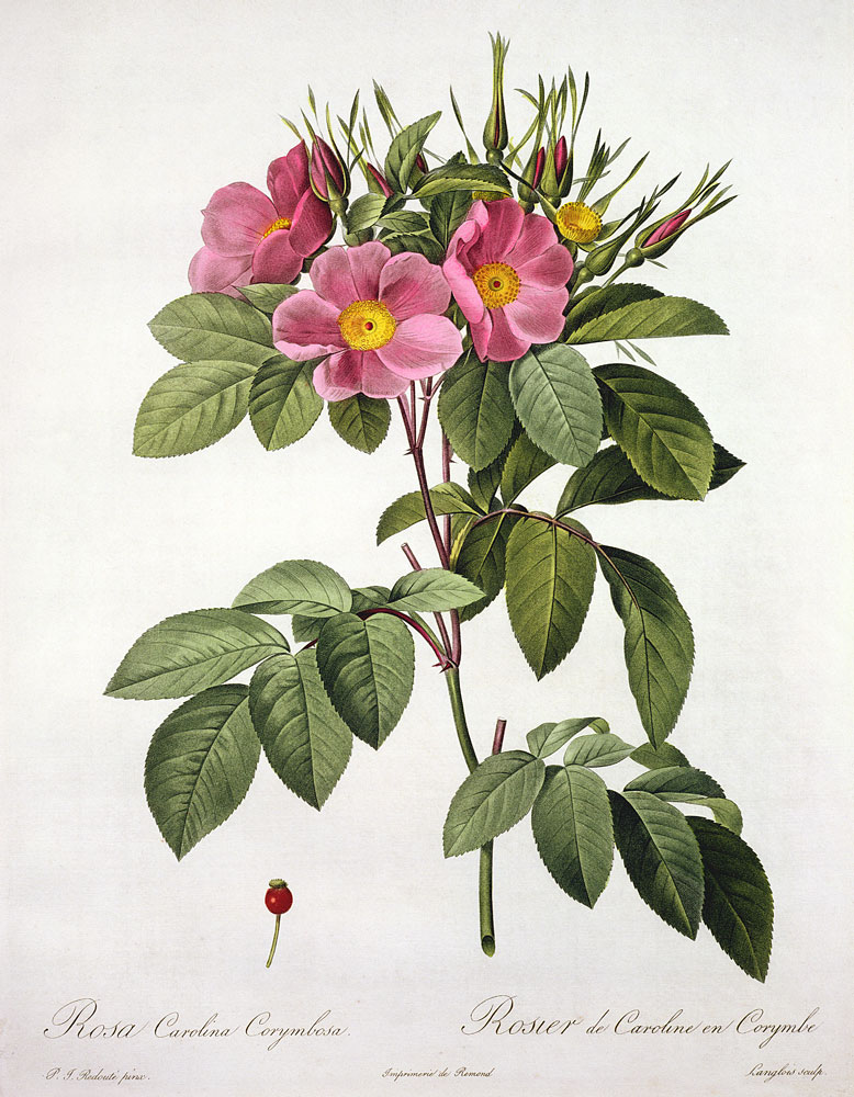 Rosa Carolina Corymbosa, engraved by Langlois, from 'Les Roses' a Pierre Joseph Redouté