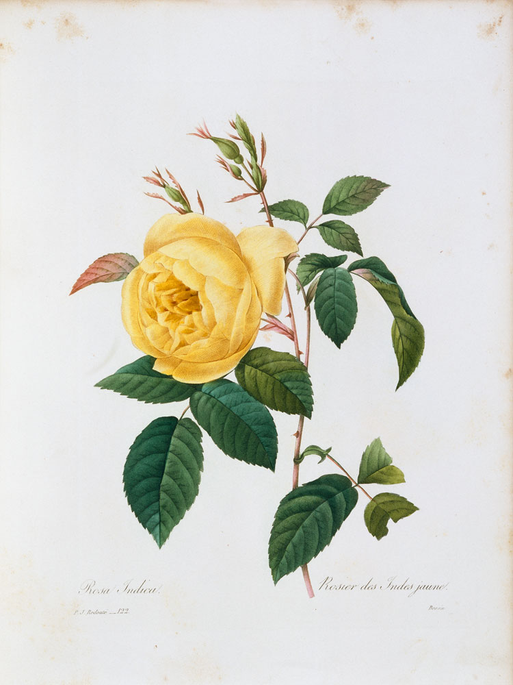 Rosa Indica / Redouté 1835 a Pierre Joseph Redouté