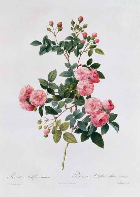 Rosa Multiflora Carnea a Pierre Joseph Redouté