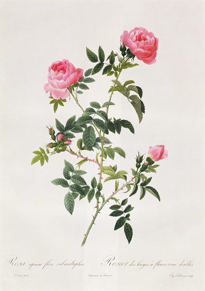 Rosa Sepium Flore Submultiplici a Pierre Joseph Redouté