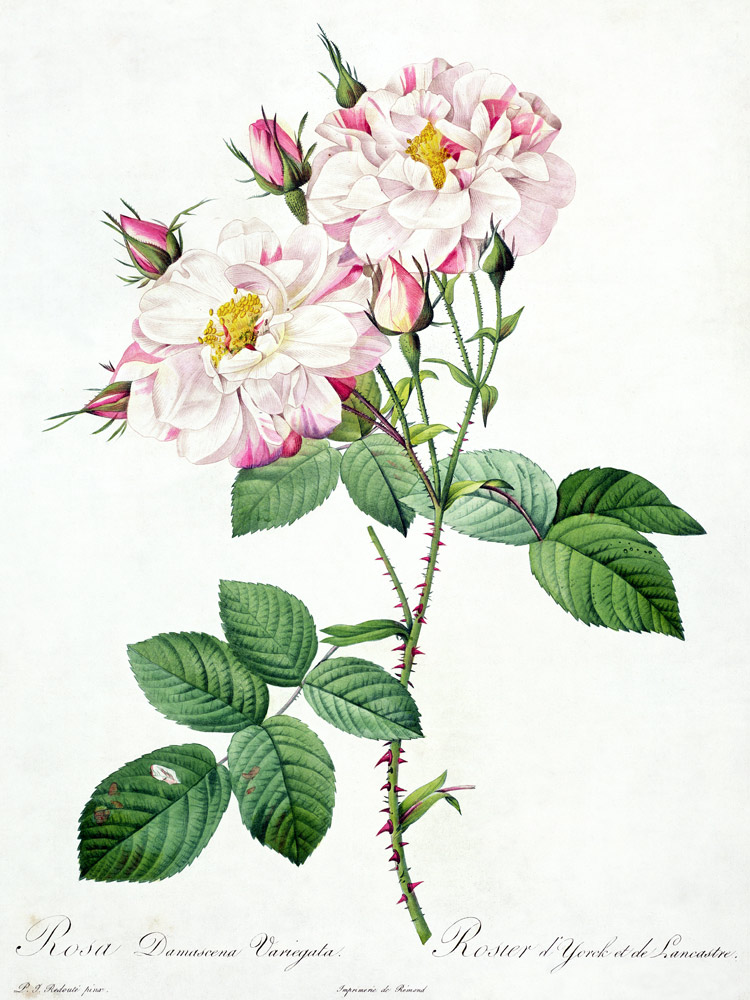 Rosa damascena variegata (York and Lancaster rose), engraved by Bessin, from 'Les Roses' a Pierre Joseph Redouté