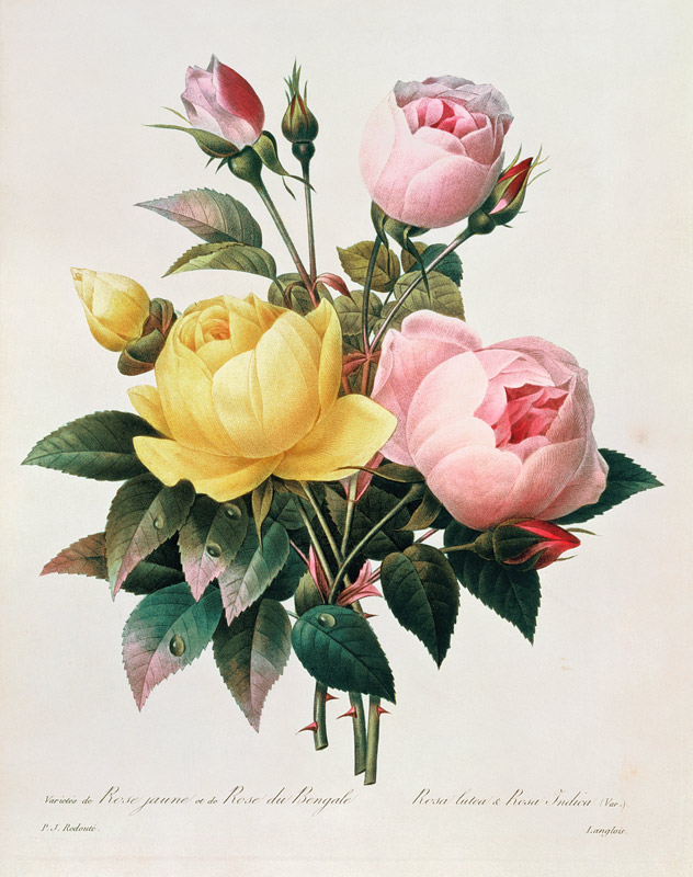 Rosa lutea and Rosa indica, from 'Les Choix des Plus Belles Fleurs' a Pierre Joseph Redouté