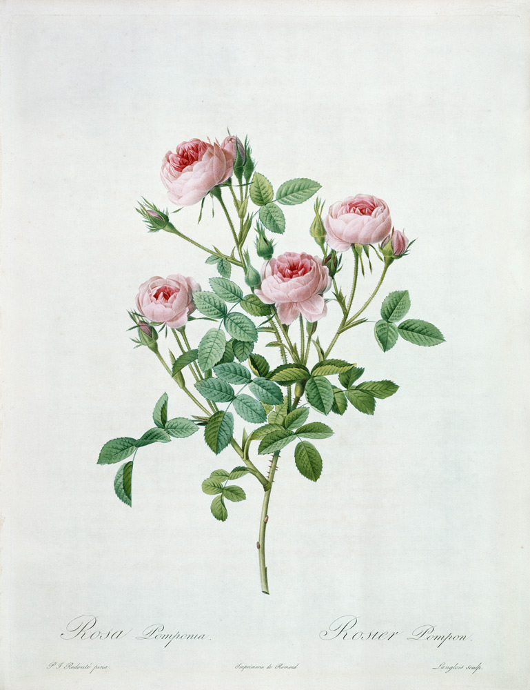 Rosa pomponia, engraved by Langlois, from 'Les Roses' a Pierre Joseph Redouté