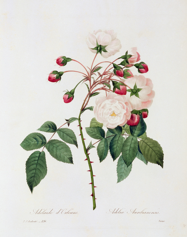 Rose Adelia Aurelianensis / Redouté 1835 a Pierre Joseph Redouté