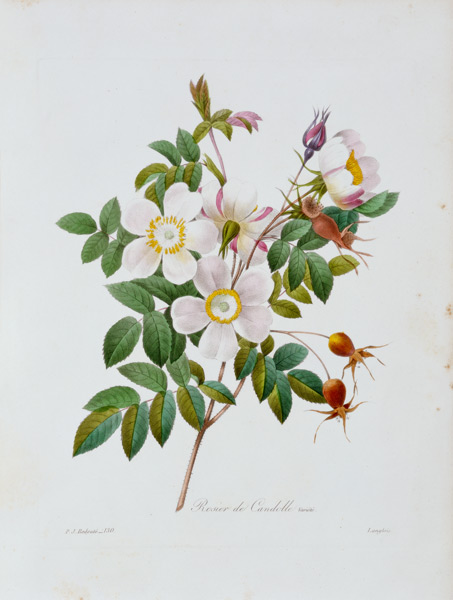 Rose, Candolle / Redouté 1835 a Pierre Joseph Redouté