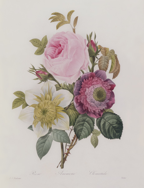 Rose, anemone and Clematide a Pierre Joseph Redouté
