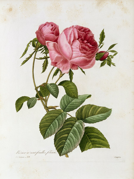 Roses / Redouté 1835, 131 a Pierre Joseph Redouté