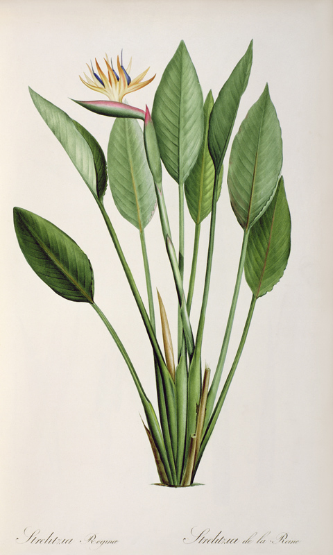 Strelitzia Reginae, from 'Les Strelitziaceae' a Pierre Joseph Redouté