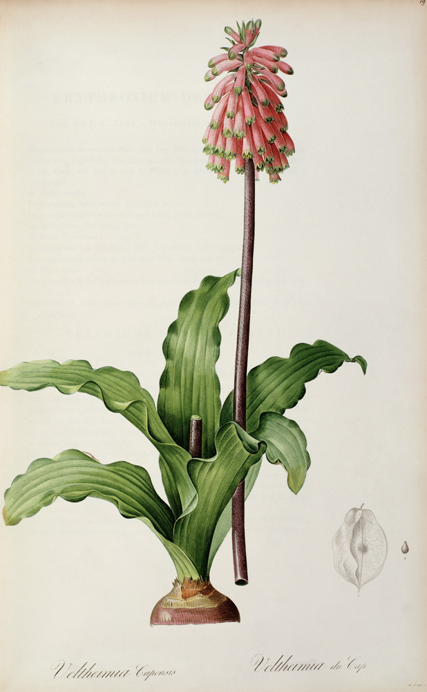Veltheimia Capensis, from `Les Liliacees' a Pierre Joseph Redouté