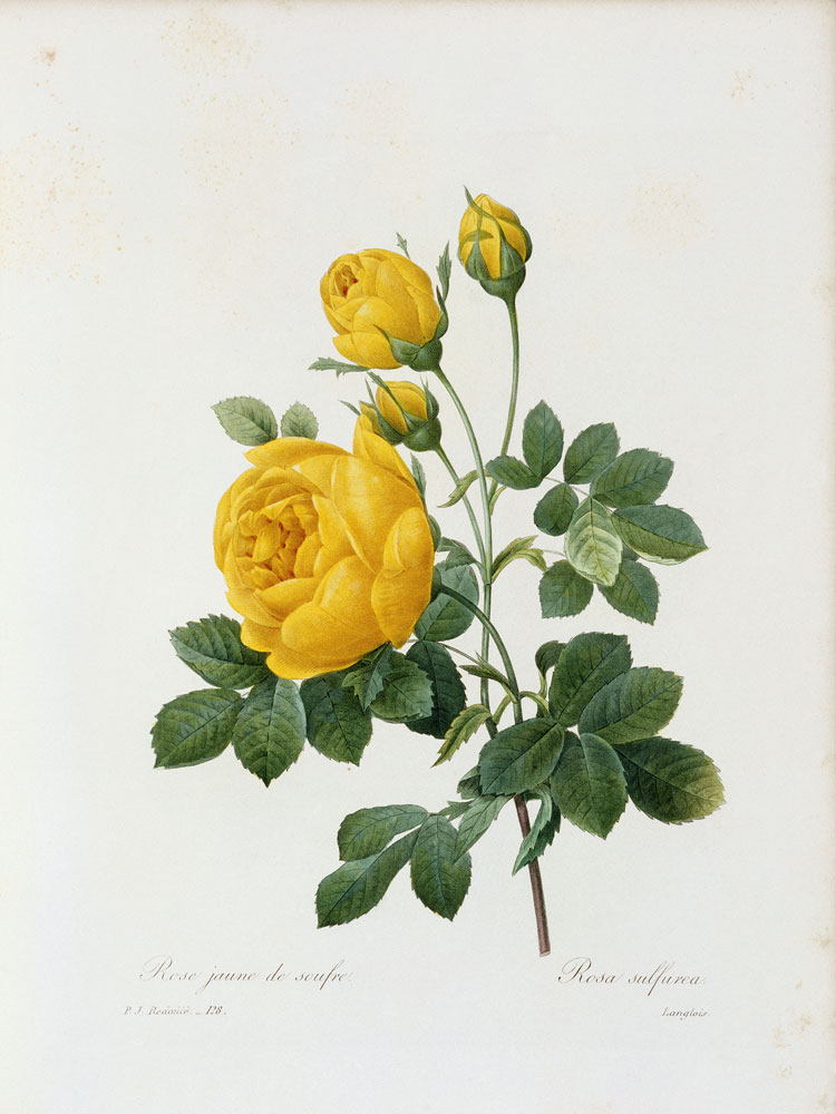 Yellow Rose / / Redouté 1835 a Pierre Joseph Redouté
