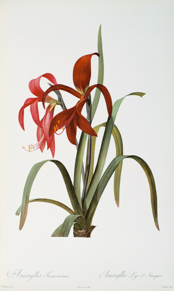 Amaryllis Formosissima, from `Les Liliacees' a Pierre Joseph Redouté