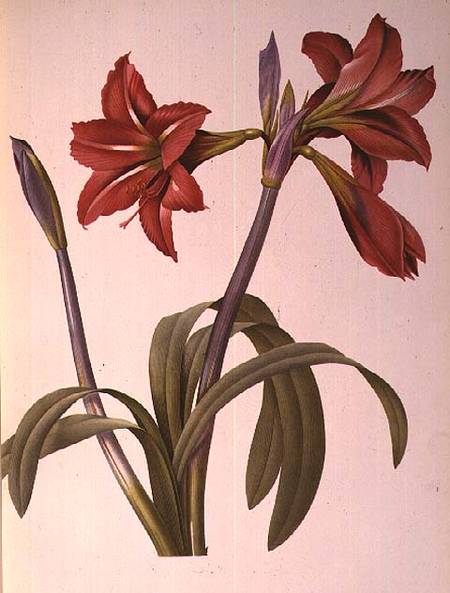 Amaryllis Brasiliensis, from `Les Liliacees' a Pierre Joseph Redouté