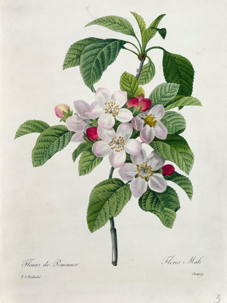 Apple Blossom, from 'Les Choix des Plus Belles Fleurs' a Pierre Joseph Redouté