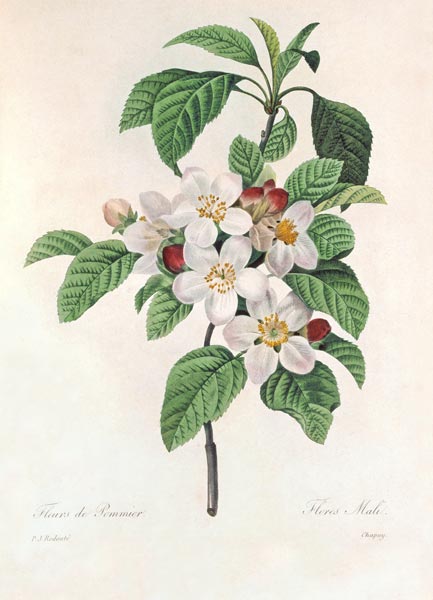 Apple blossom / Redouté a Pierre Joseph Redouté