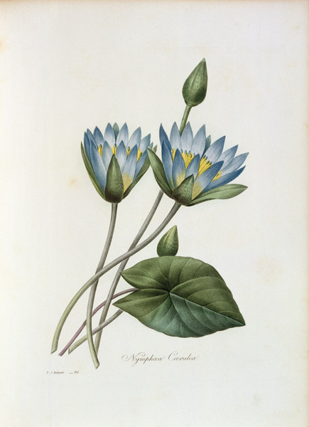 Blue Lotus / Redouté a Pierre Joseph Redouté