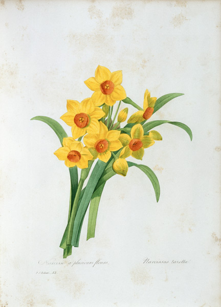 Bunch-flowered Narcissus / Redouté a Pierre Joseph Redouté