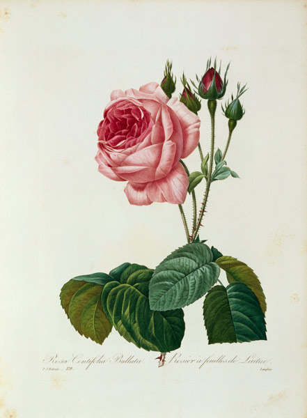 Cabbage rose / Redouté 1835 a Pierre Joseph Redouté