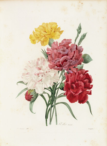 Carnations / Redouté a Pierre Joseph Redouté