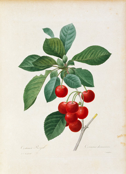 Cherry / Redouté a Pierre Joseph Redouté