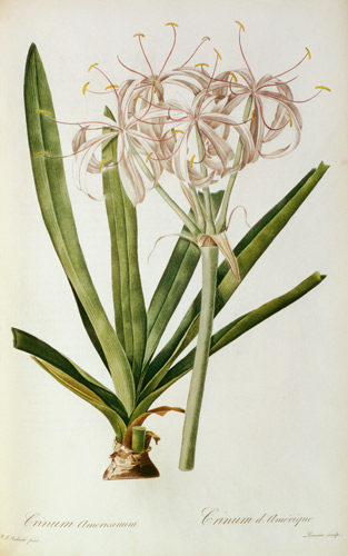 Crinum Americanum, from `Les Liliacees' a Pierre Joseph Redouté