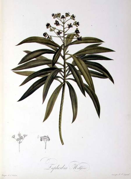 Euphorbia Mellifera, from `Le Jardin de la Malmaison' a Pierre Joseph Redouté