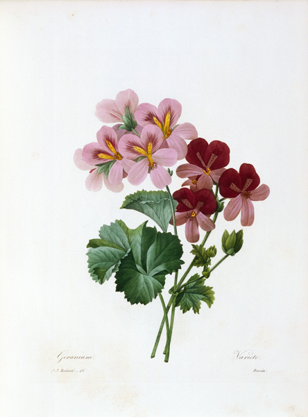Geranium / Redouté a Pierre Joseph Redouté