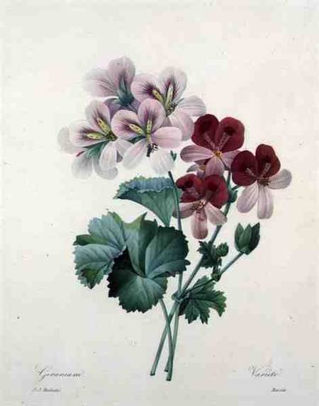 Geranium variety (Crane's-bill), engraved by Bessin, from 'Choix des Plus Belles Fleurs' a Pierre Joseph Redouté