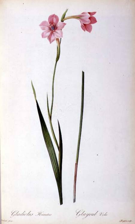 Gladiolus Hirsulus, from `Les Liliacees' a Pierre Joseph Redouté