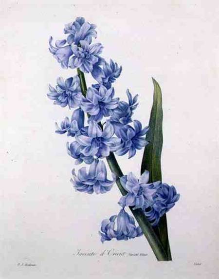 Hyacinthus orientalis (common hyacinth), engraved by Victor, from 'Choix des Plus Belles Fleurs' a Pierre Joseph Redouté
