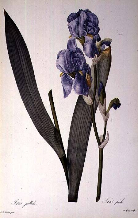 Iris Pallida, from `Les Liliacees' a Pierre Joseph Redouté